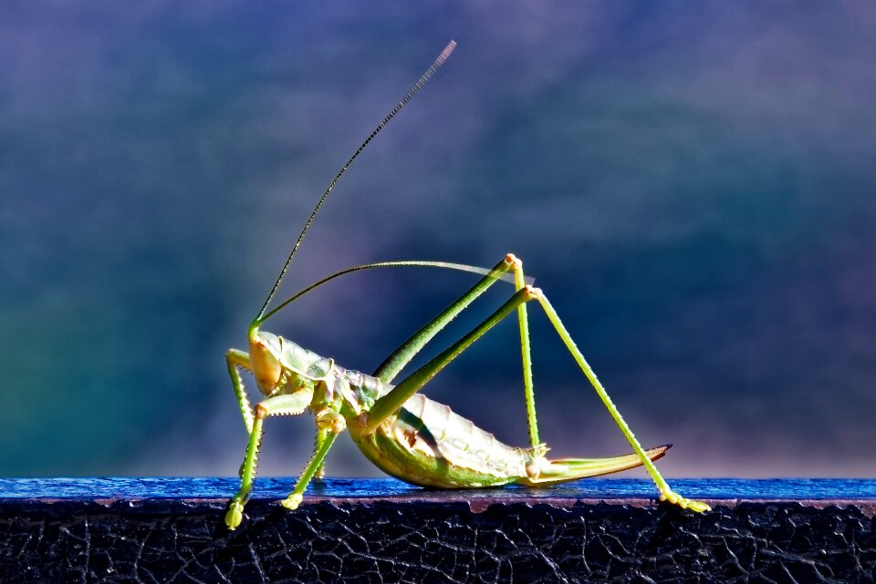 Grasshopper close up green