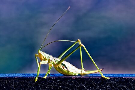 Grasshopper close up green