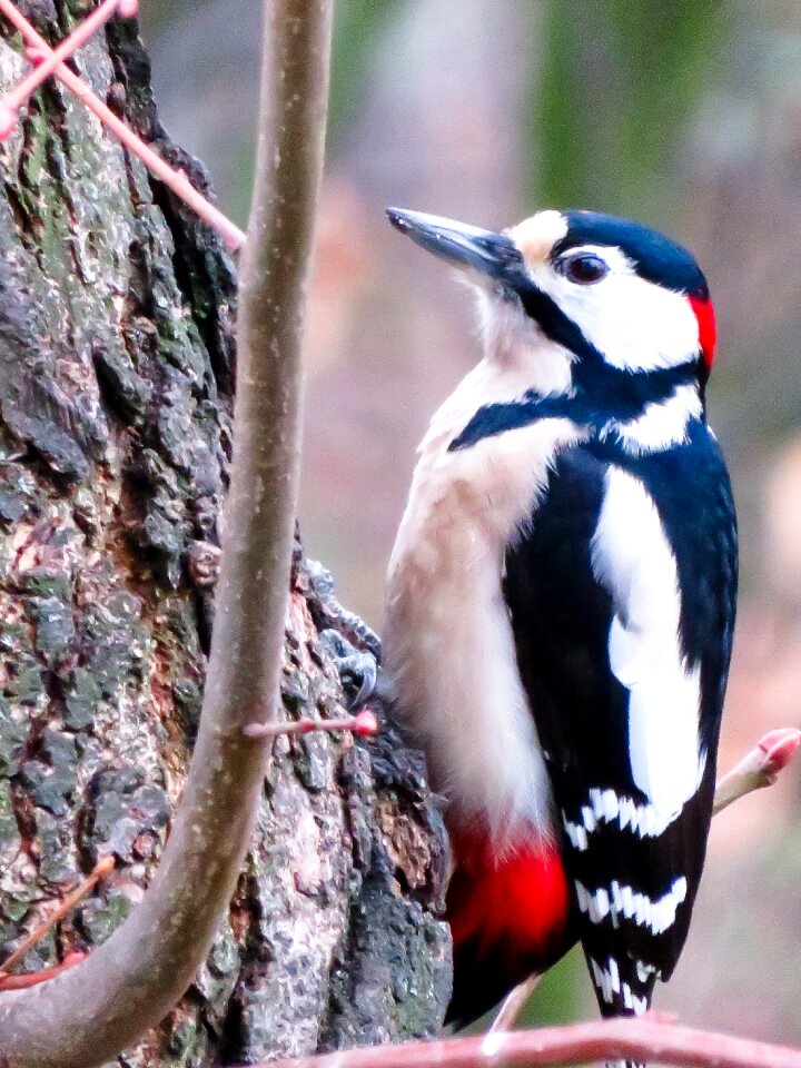 Great spotted woodpecker plumage red