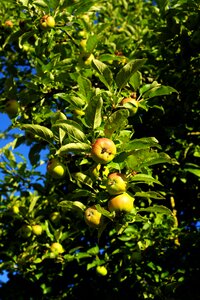 Fruit nature healthy