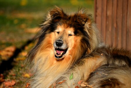 Animal race animal portrait photo