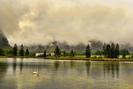Clouds trees swan
