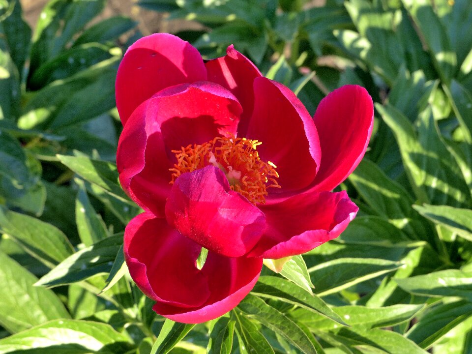 Flower plant bright