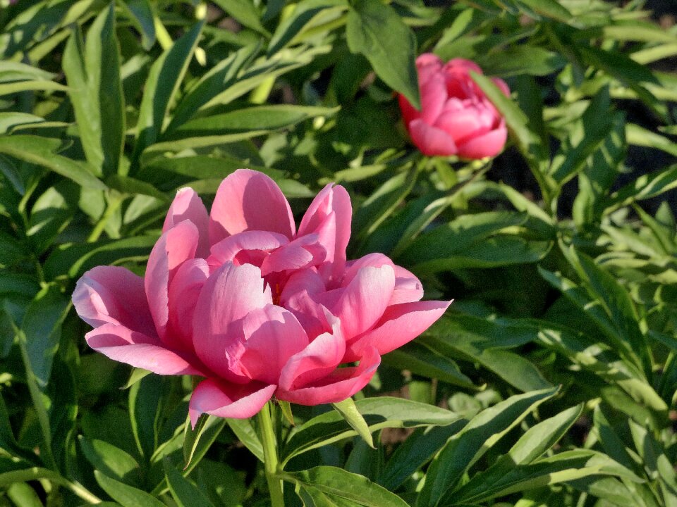 Pink flower gentle bloom