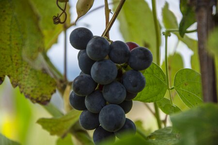 Agriculture fruit autumn