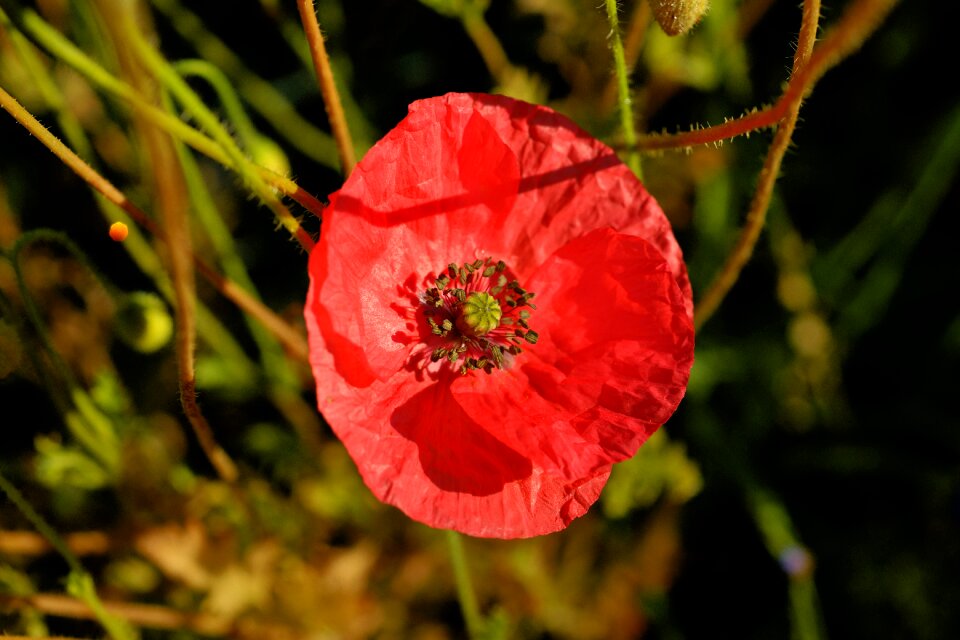 Garden poppy flower flower