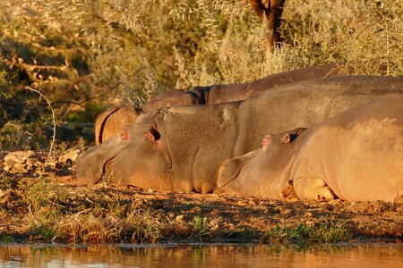 Hippos water hole sleep
