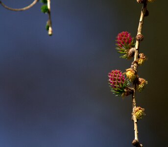 Cone nature spring