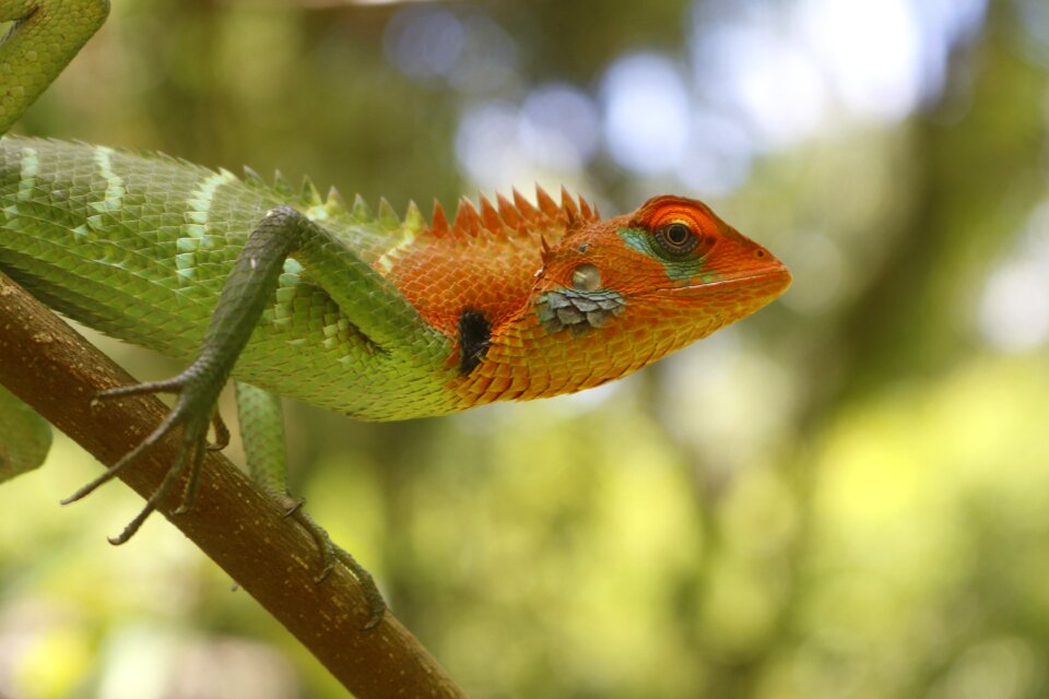 Reptile green nature