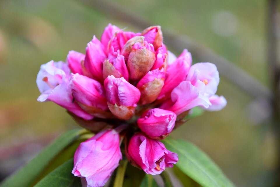 Macro plants pink photo