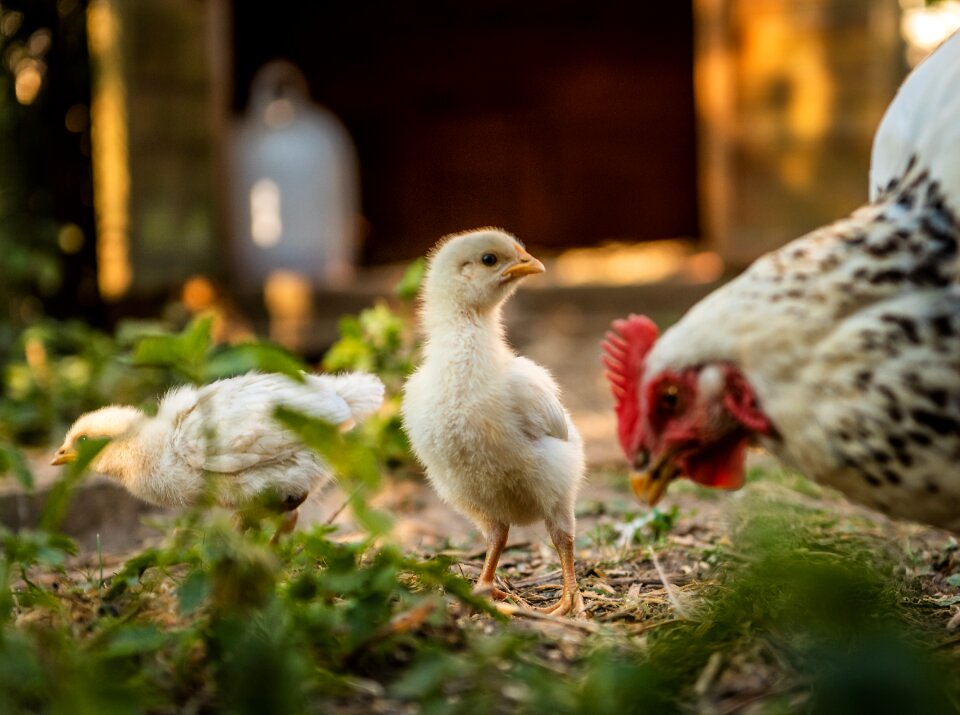 Mother hen spout poultry