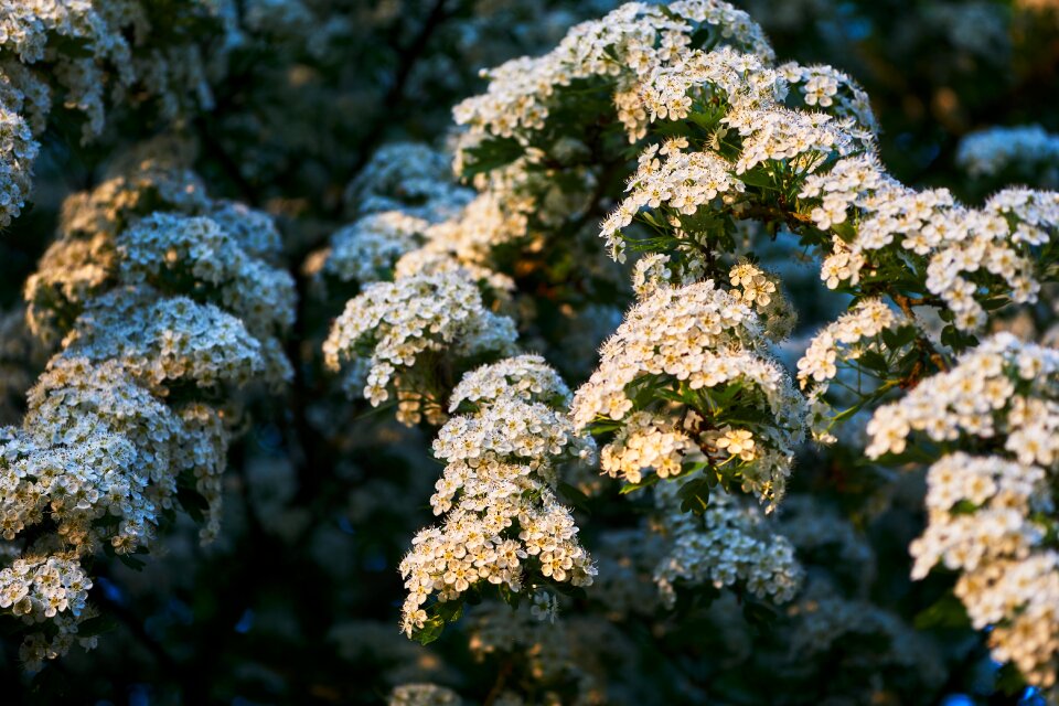 Leaf flower season