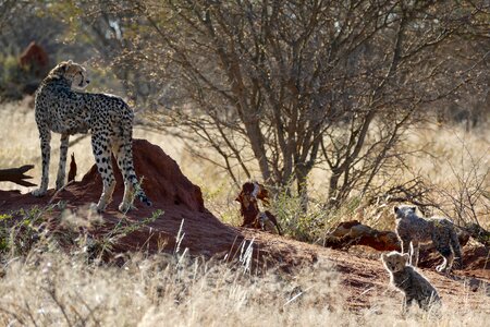 Namibia africa predator photo