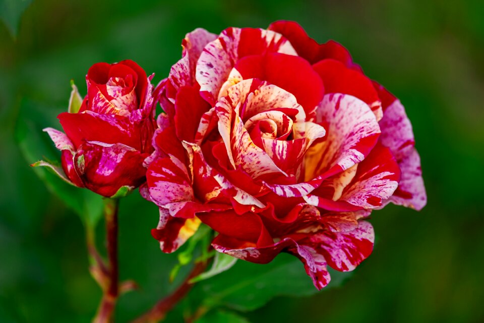 Bloom red yellow pink striped