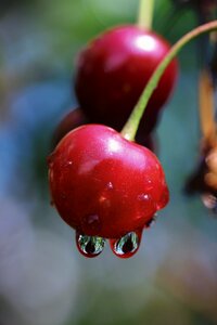 Branch stalk depend