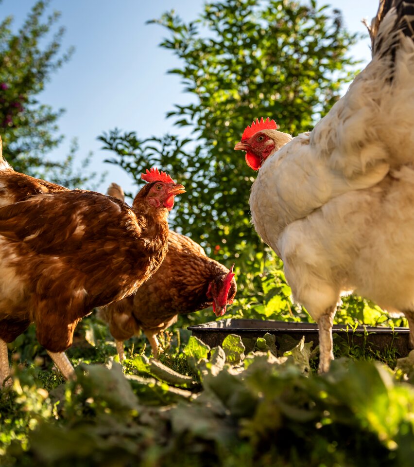 Outdoor hen perspective