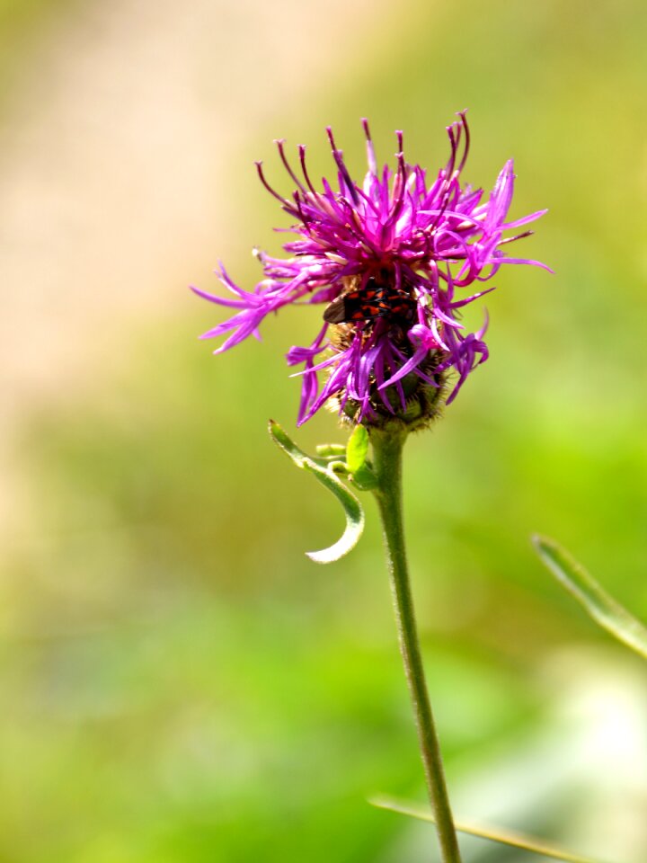 Plant flower summer