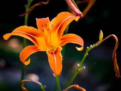 Bloom orange vibrant