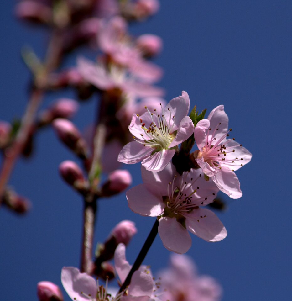 Pink fruit tree nature