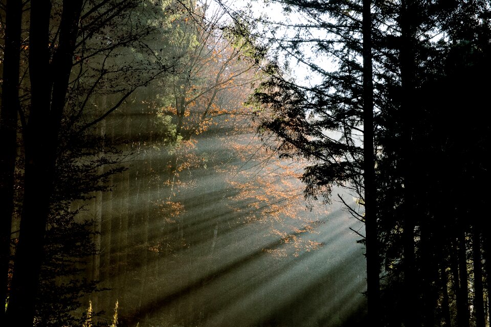 Trees autumn atmosphere