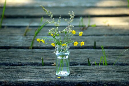 Herb delicate spring