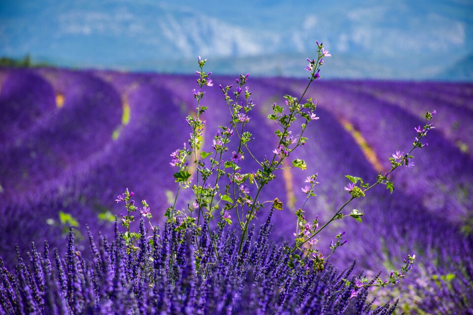 Lavender field flowers purple
