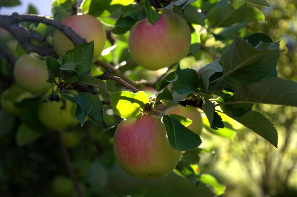 Fruit pome fruit eat
