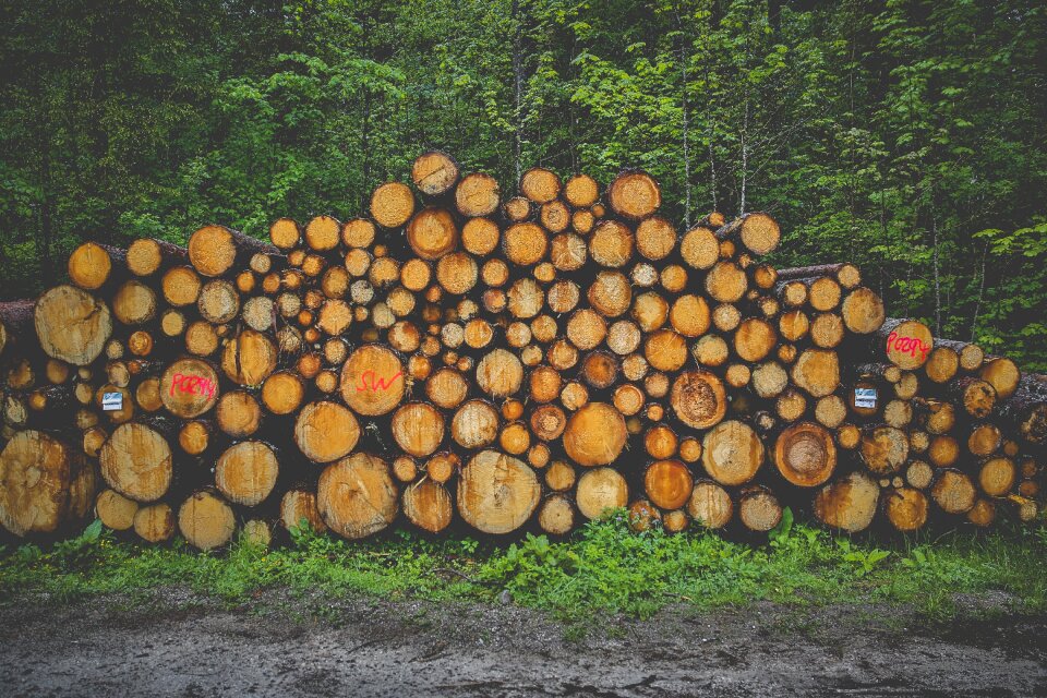 Forestry tree trunks holzstapel photo