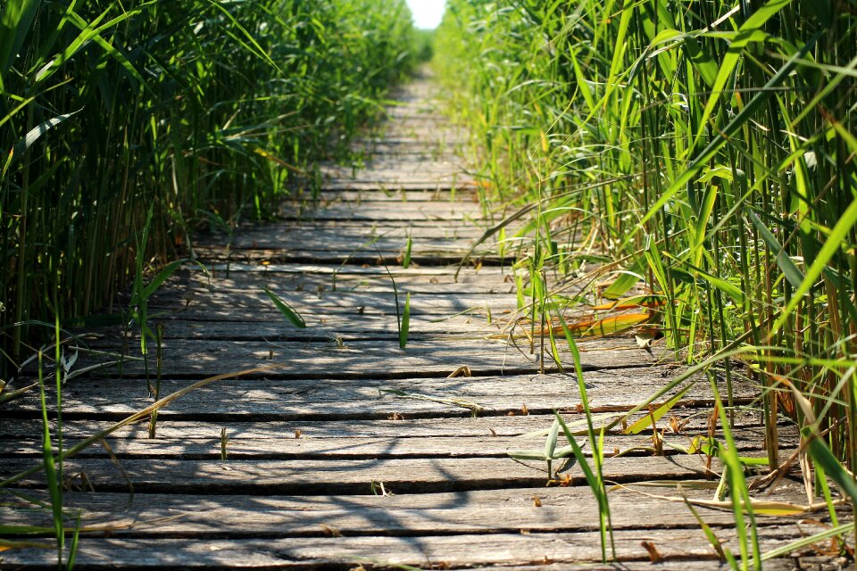 Vegetation wooden bridge way
