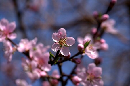 Pink fruit tree nature