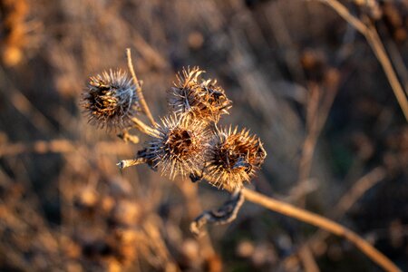 Handsomely flora flowers