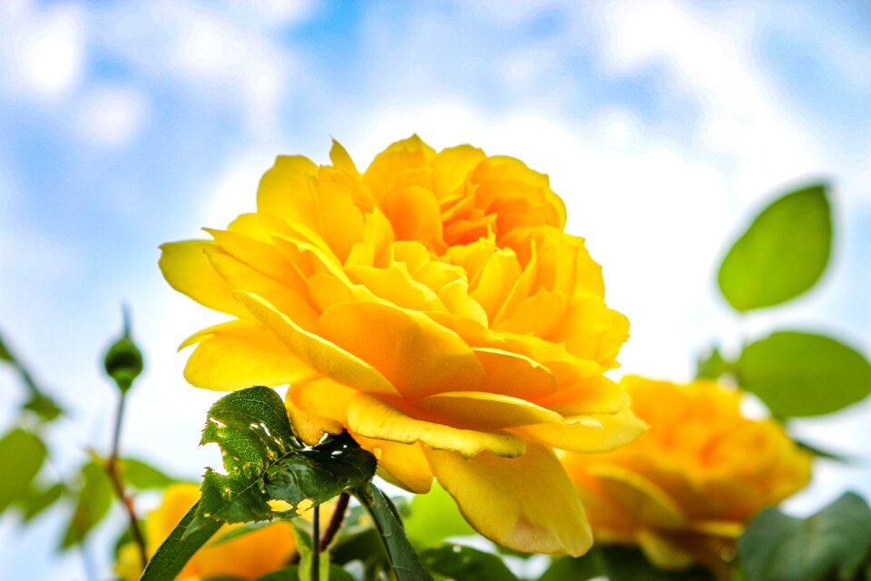 Yellow green leaves