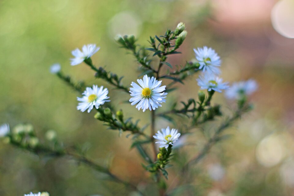 Bloom nature blossom