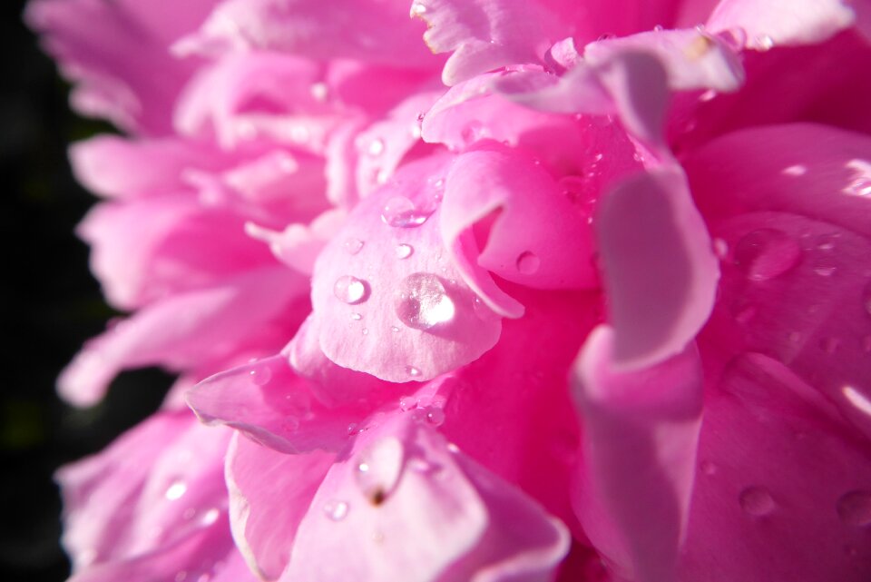 A garden plant macro closeup