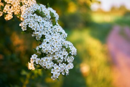 Season summer tree