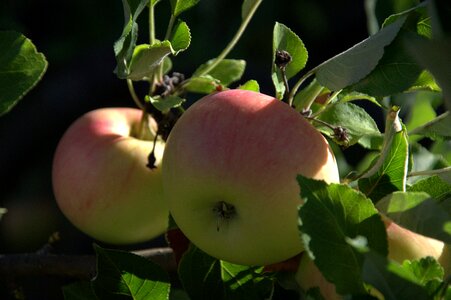 Pome fruit eat healthy