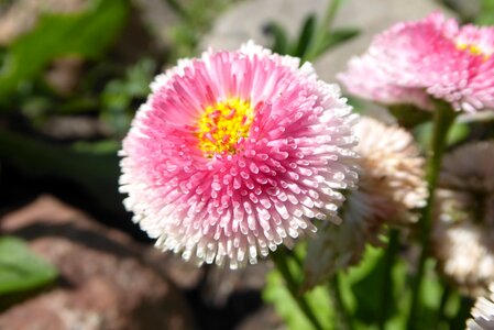 The petals nature summer
