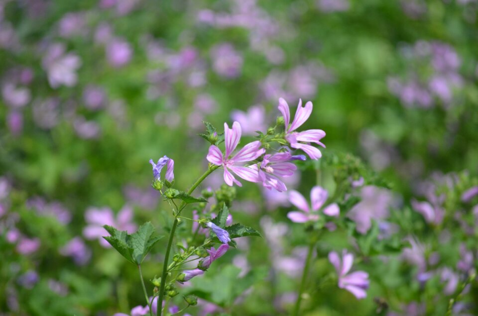 Flowers nature violet