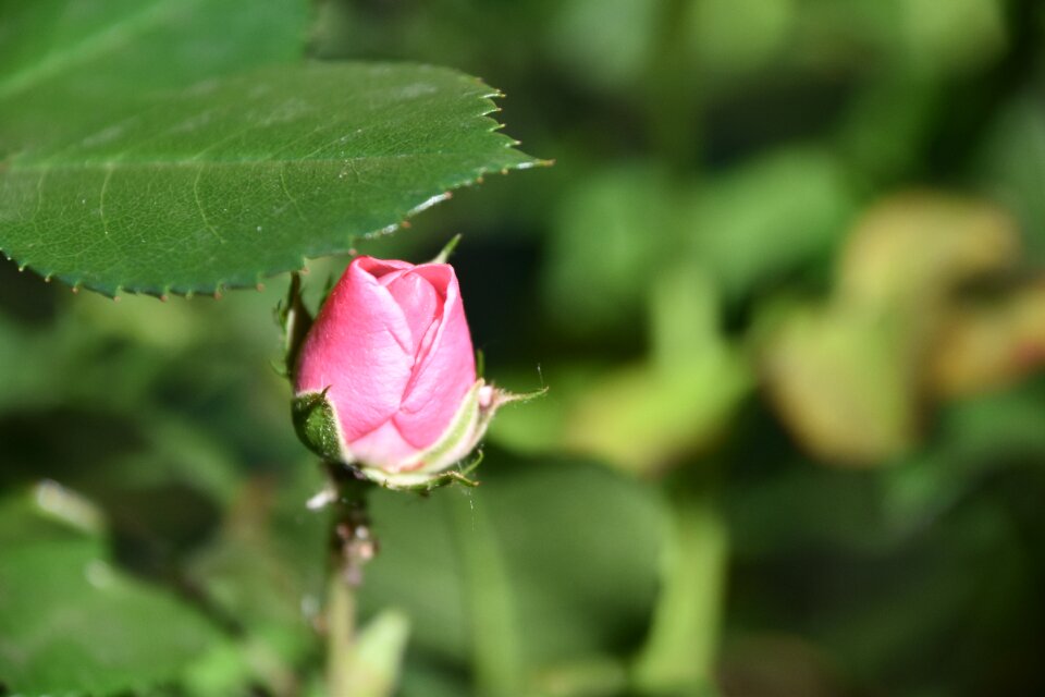 Garden petals nature