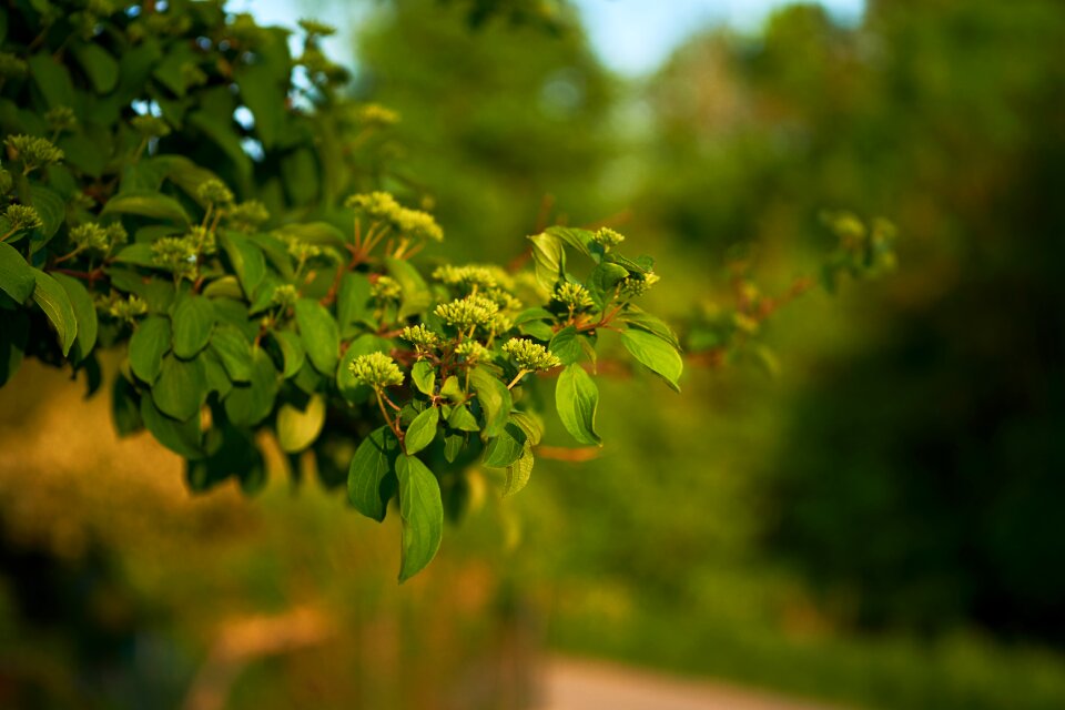 Growth tree summer