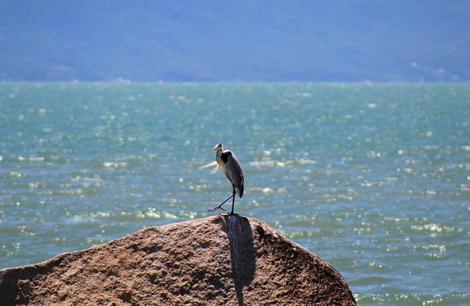 Animal nature water