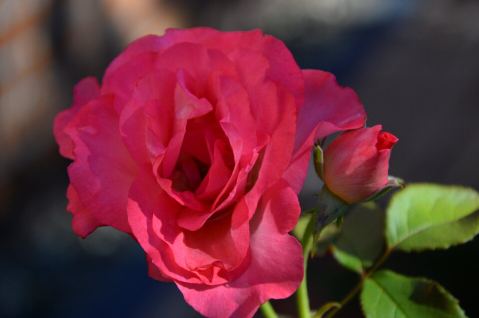 Plant rose bloom garden