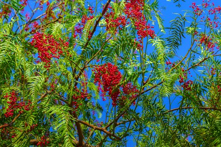 Tree fruits coloresnaturaleza