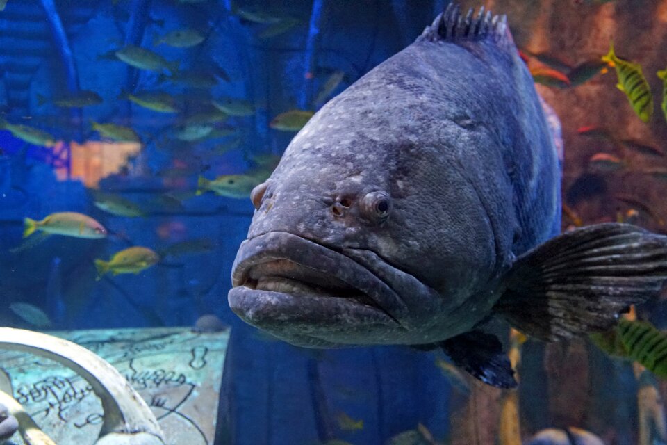 Aquarium types travel