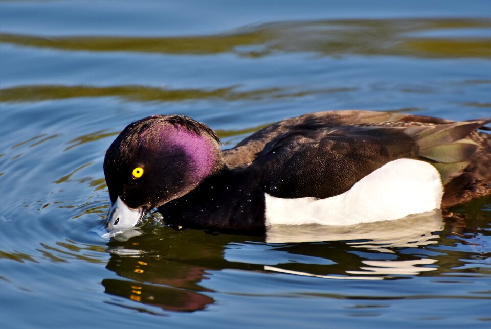 Bird ducky water bird photo