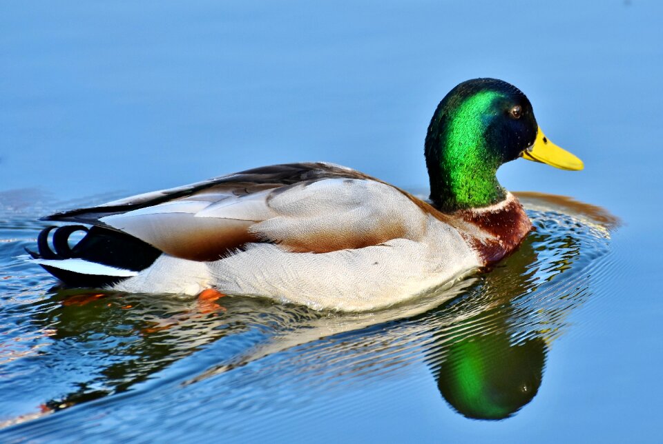 Duck bird mallard bird photo