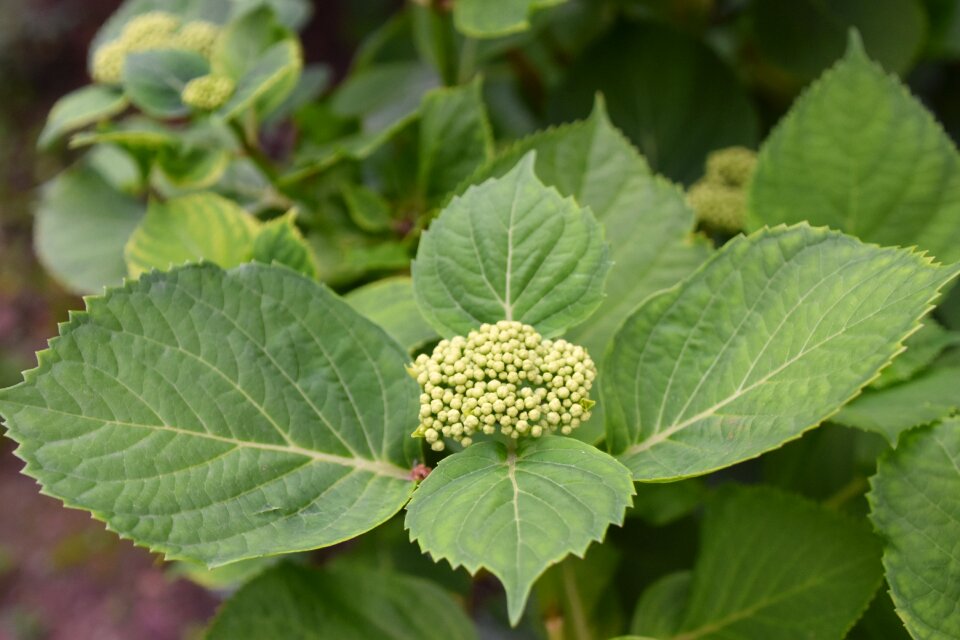 Nature garden green leaves