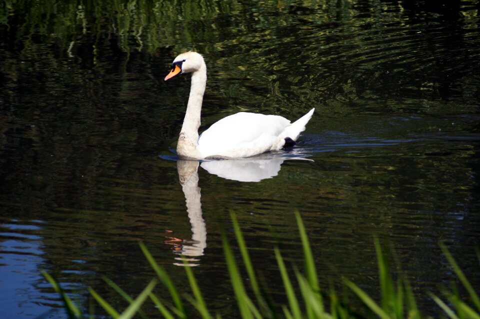 Plumage white water bird