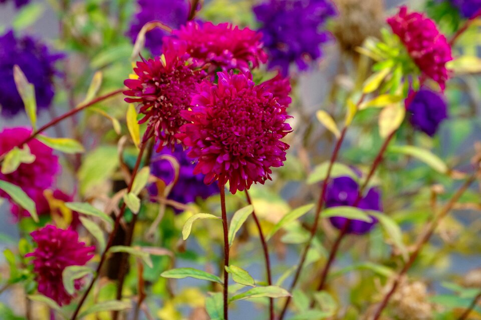 Garden color petals