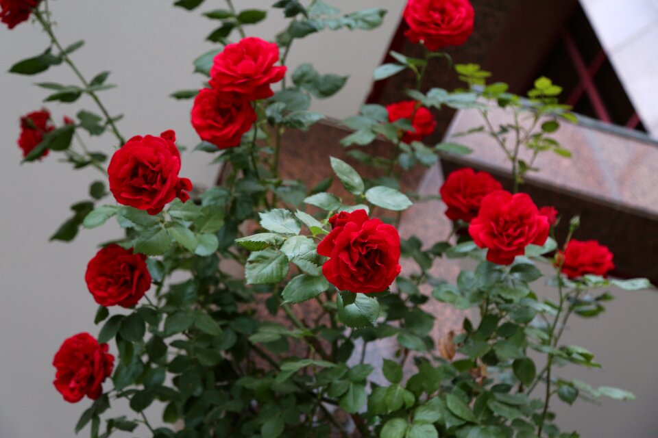 Plant petals blooming